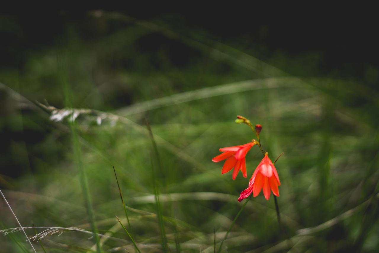 Готель Oribi Gorge Guest Farm Glendale Екстер'єр фото