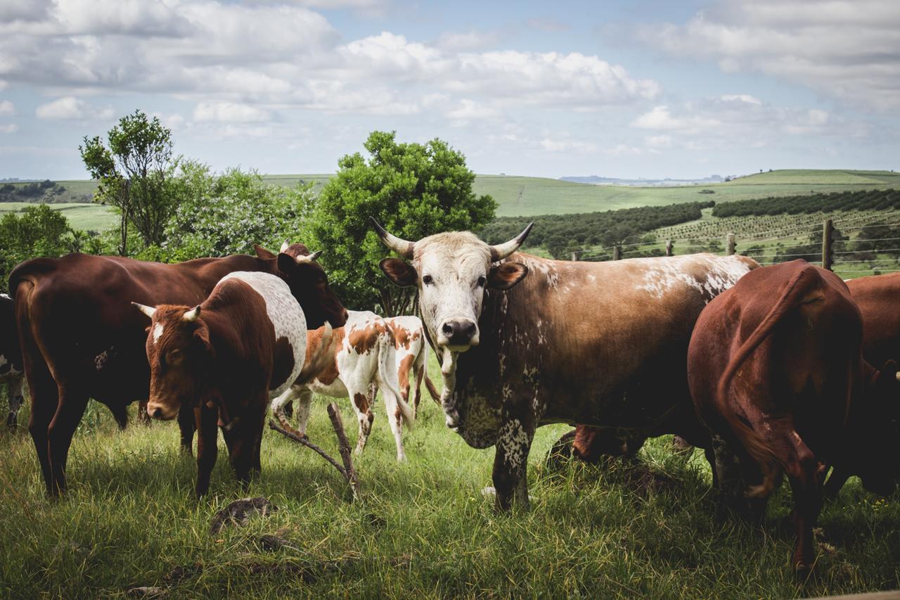 Готель Oribi Gorge Guest Farm Glendale Екстер'єр фото