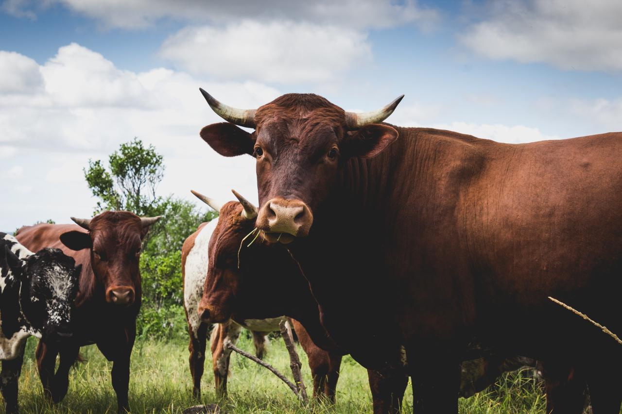 Готель Oribi Gorge Guest Farm Glendale Екстер'єр фото